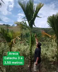 Foto: Palmeira-areca-catechu no viveiro do Horto Moura Brasil (etiqueta: “Areca Catechu 3 a 3,50 metros”).
