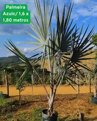 Foto: Palmeira-azul no viveiro do Horto Moura Brasil (etiqueta: “Palmeira Azul c/ 1,6 a 1,80 metros”).