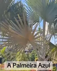Vídeo: Palmeira-azul no viveiro do Horto Moura Brasil (etiqueta: “A Palmeira Azul”).