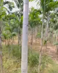 Vídeo: Palmeira-carpentária no viveiro do Horto Moura Brasil.