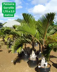 Foto: Palmeira-garrafão no viveiro do Horto Moura Brasil.
