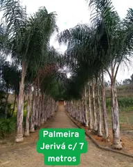 Foto: Palmeira-jerivá no viveiro do Horto Moura Brasil (etiqueta: “Palmeira Jerivá c/ 7 metros”).