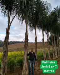 Foto: Palmeira-jerivá no viveiro do Horto Moura Brasil (etiqueta: “Palmeira Jerivá c/ 7 metros”).