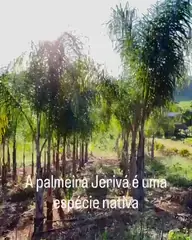 Vídeo: Palmeira-jerivá no viveiro do Horto Moura Brasil (etiqueta: “A palmeira Jerivá é uma espécie nativa”).