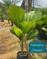Foto: Palmeira-licuala no viveiro do Horto Moura Brasil (etiqueta: “Palmeira Licuala”).