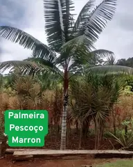 Foto: Palmeira-pescoço-marrom no viveiro do Horto Moura Brasil (etiqueta: “Palmeira Pescoço Marron”).