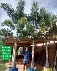 Foto: Palmeira-rabo-de-raposa no viveiro do Horto Moura Brasil (etiqueta: “Palmeira Rabo de Raposa 4,0 a 4,80 metros”).