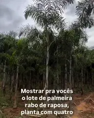 Vídeo: o produtor caminha por um lote de palmeiras-rabo-de-raposa no campo do Horto e comenta as plantas (com legendas).