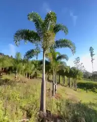 Vídeo: Palmeira-rabo-de-raposa no viveiro do Horto Moura Brasil.