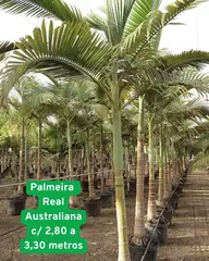 Foto: Palmeira-real-australiana no viveiro do Horto Moura Brasil.