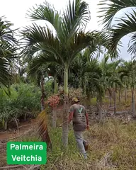 Foto: Palmeira-veitchia no viveiro do Horto Moura Brasil (etiqueta: “Palmeira Veitchia”).