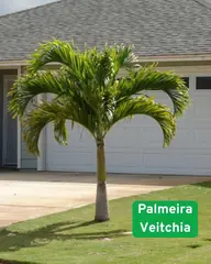 Foto: Palmeira-veitchia no viveiro do Horto Moura Brasil (etiqueta: “Palmeira Veitchia”).