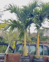Vídeo: Palmeira-veitchia no viveiro do Horto Moura Brasil.