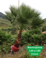 Foto: Palmeira-washingtonia no viveiro do Horto Moura Brasil.