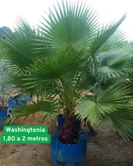 Foto: Palmeira-washingtonia no viveiro do Horto Moura Brasil.